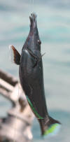 Bird Wrasse (Gomphosus varius)